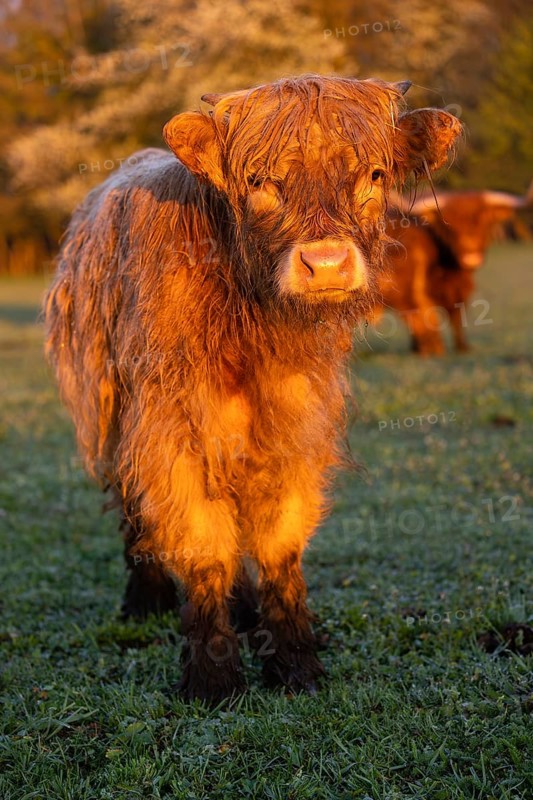 Portrait of a Highland calf (Bos primigenius taurus) in the first light of the day