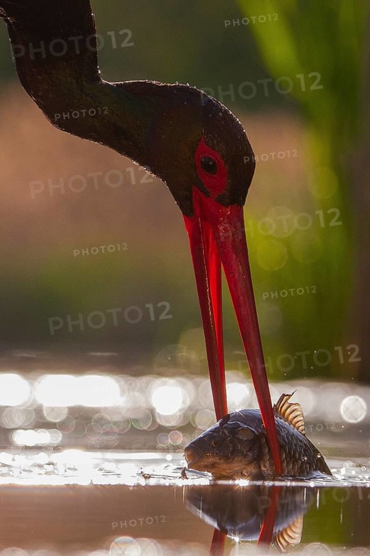 Black Stork (Ciconia nigra) with fish prey in beak, Pusztaszer, Hungary