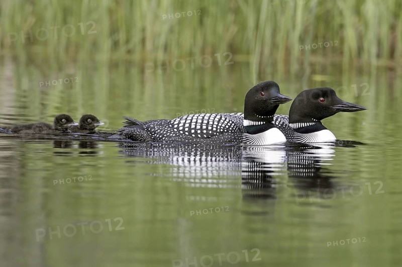 Great Northern Loon (Gavia immer) pair with chicks, British Columbia, Canada