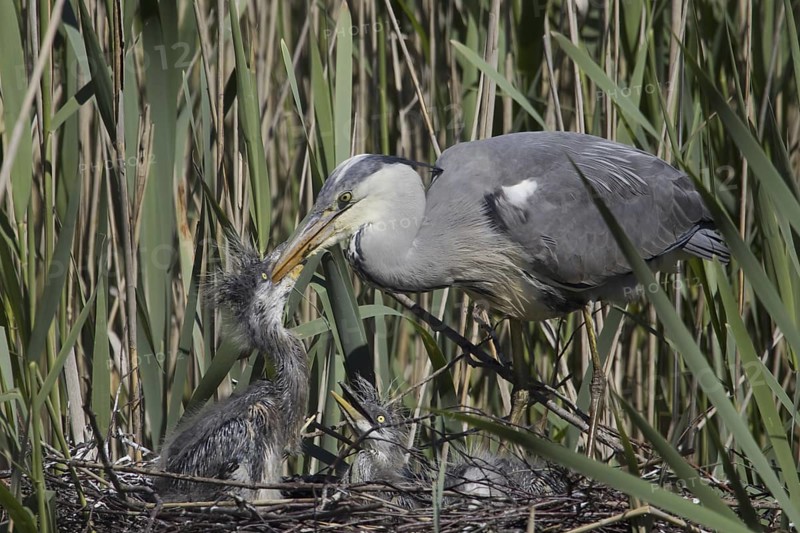 Grey Heron (Ardea cinerea) feeding chicks in nest, Mecklenburg-Western Pomerania, Germany