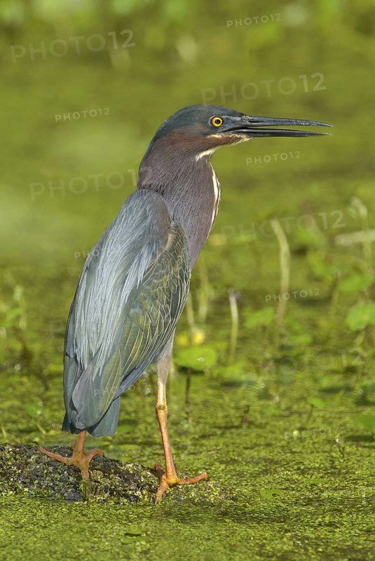 Green Heron (Butorides virescens), Texas, USA