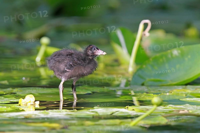Common Moorhen (Gallinula chloropus) juvenile, Lower Saxony, Germany