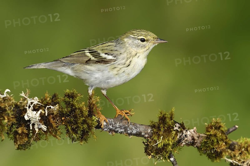 Blackpoll Warbler (Setophaga striata), Texas, USA