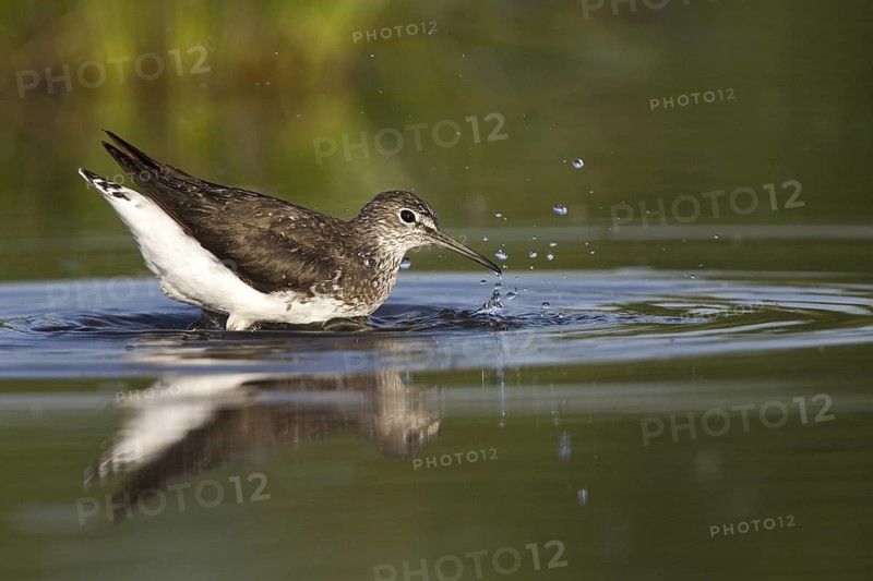 Green Sandpiper (Tringa ochropus), Castile-La Mancha, Spain