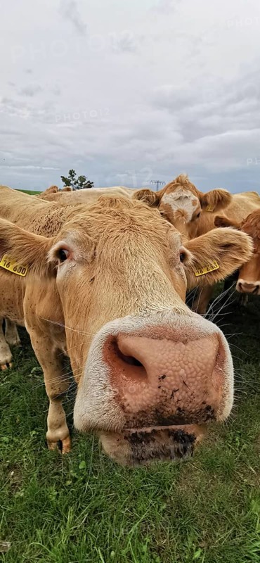 A large cow's snout (bos taurus) in close-up with other cows in the background on a pasture, Franconian Forest nature park Park