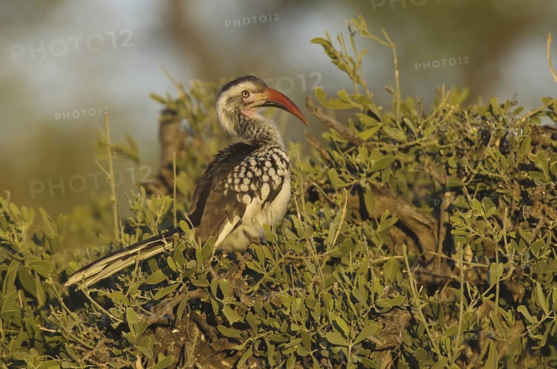 Northern Red-billed Hornbill (Tockus erythrorhynchus), Botswana