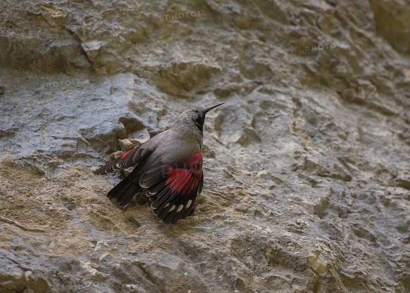 Wallcreeper (Tichodroma muraria) male, Bulgaria