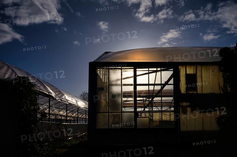 Greenhouse, nursery, agriculture, evening light, sun, clouds, Fellbach, Baden-Württemberg, Germany