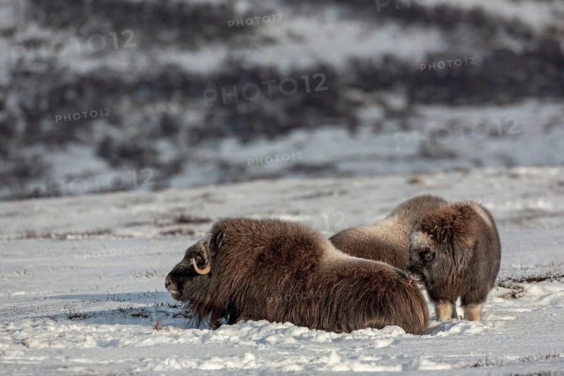 The musk ox calf (Ovibos moschatus) licks its mother's fur, baby animals, winter, snow, cold, Tundra landscape, October, Norway
