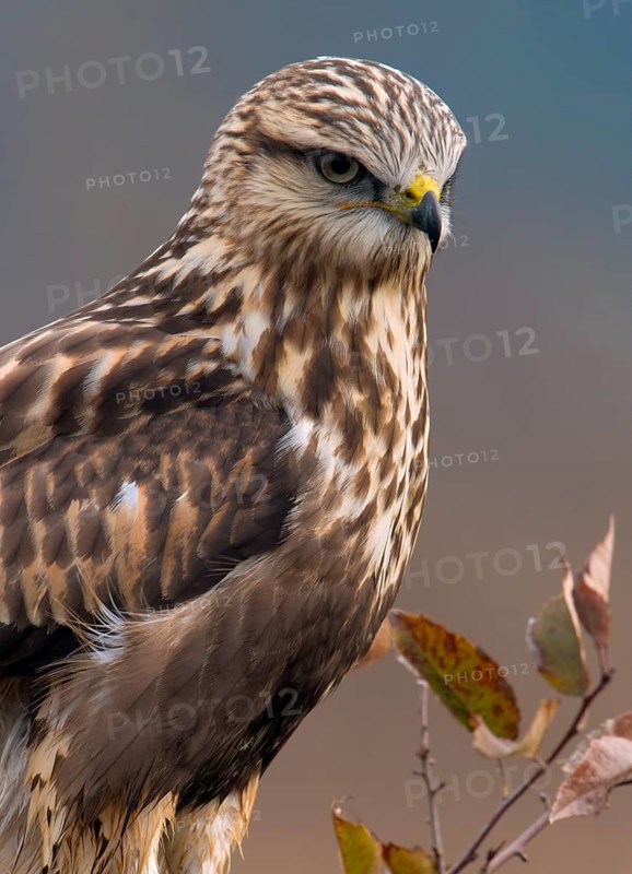 Rough-legged Hawk (Buteo lagopus) at Nanimo River Estuary