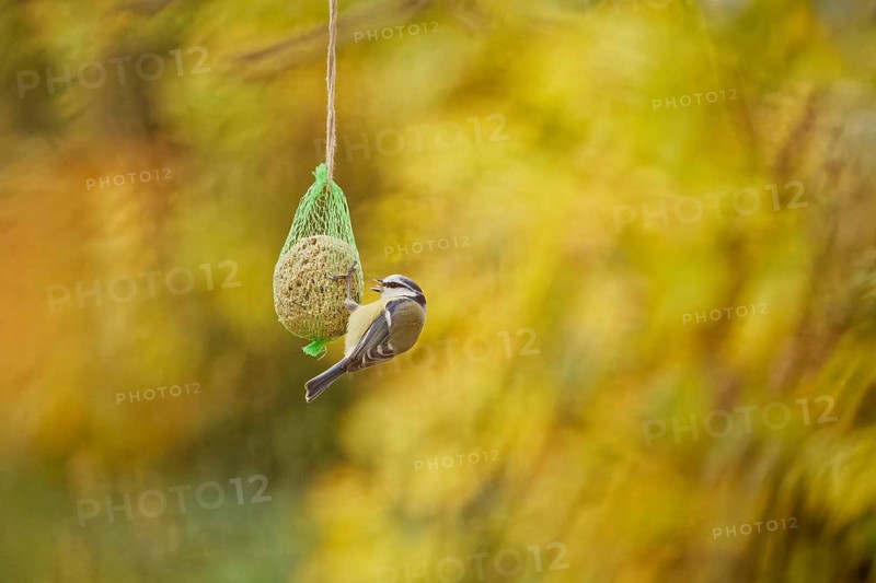 Blue tit (Cyanistes caeruleus) feeding on suet ball hanging in garden during autumn, soft natural background, Germany