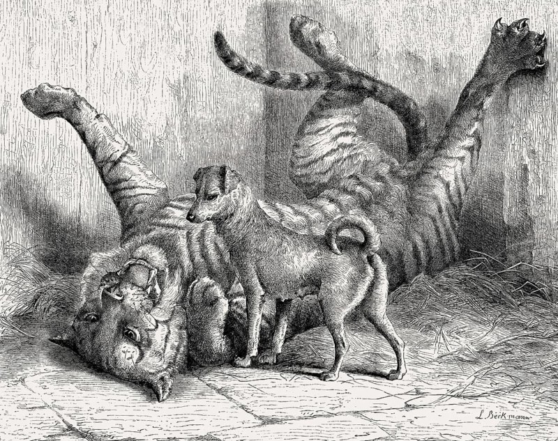 Tiger and little dog, animal painting, 19th century