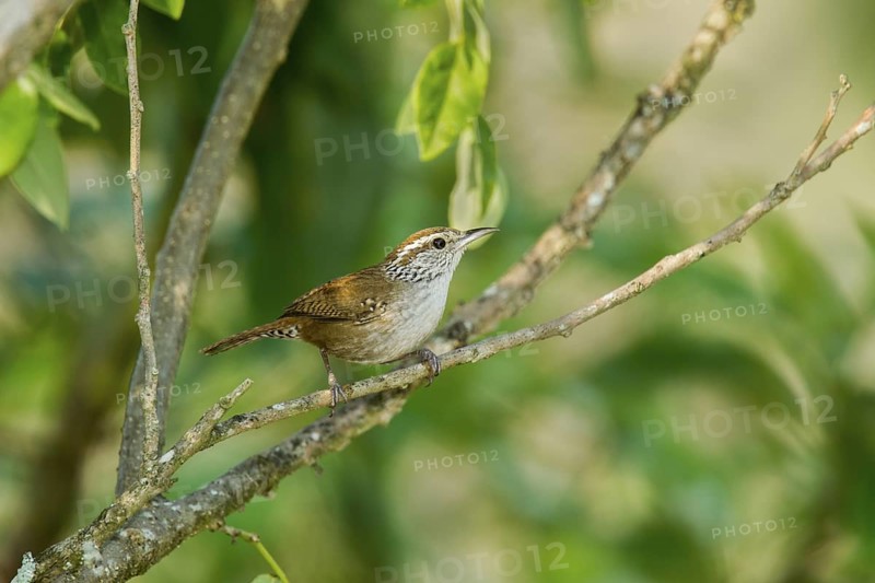 Sinaloa Wren Thryothorus sinaloa El Tuito, Jalisco, Mexico 9 June Adult Troglodytidae