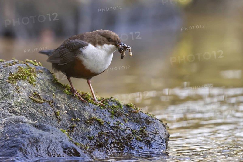 White-throated Dipper (Cinclus cinclus) with food in its beak, North Rhine-Westphalia, Germany