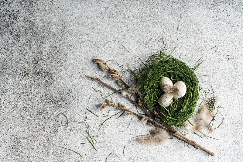 Top view of a rustic Easter setting featuring a nest made of fresh green grass, adorned with spotted eggs and natural twigs. Feathery elements add a delicate touch to the textured gray background, symbolizing spring and renewal
