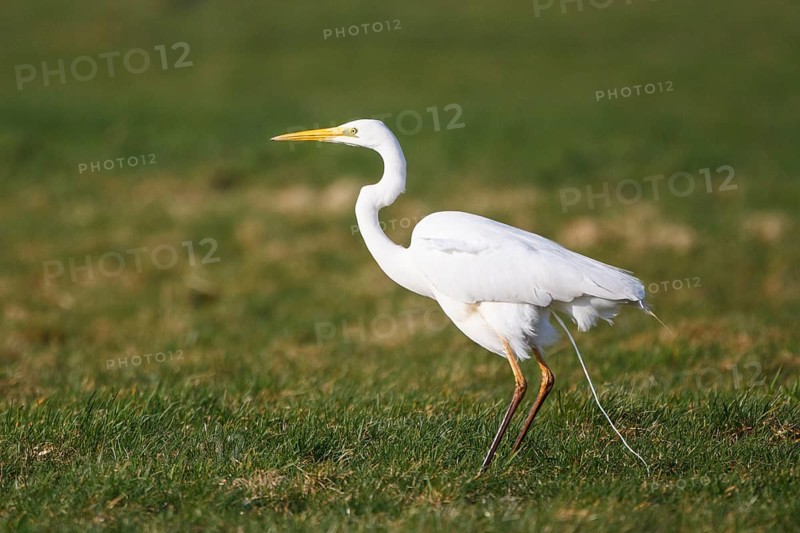 Great Egret (Ardea alba), Netherlands