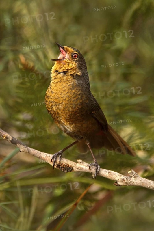 Pilotbird (Pycnoptilus floccosus) singing, New South Wales, Australia