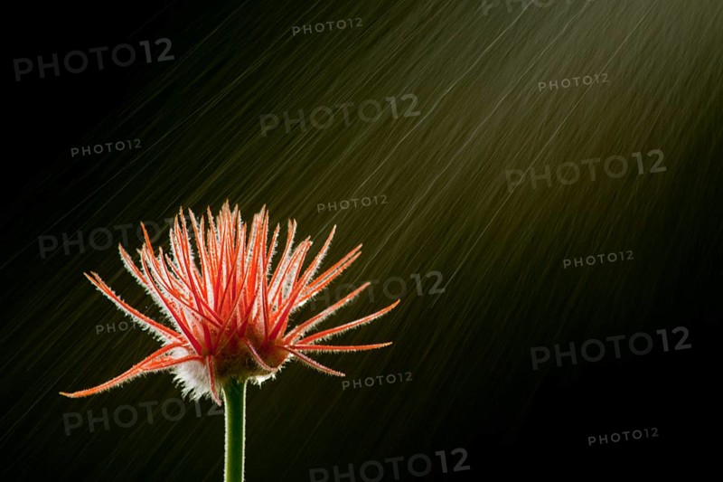 Rainforest cucumber flower (genus Gurania) and mist in a Costa Rican cloud forest