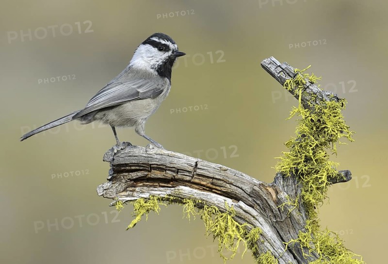 Mountain Chickadee (Poecile gambeli)