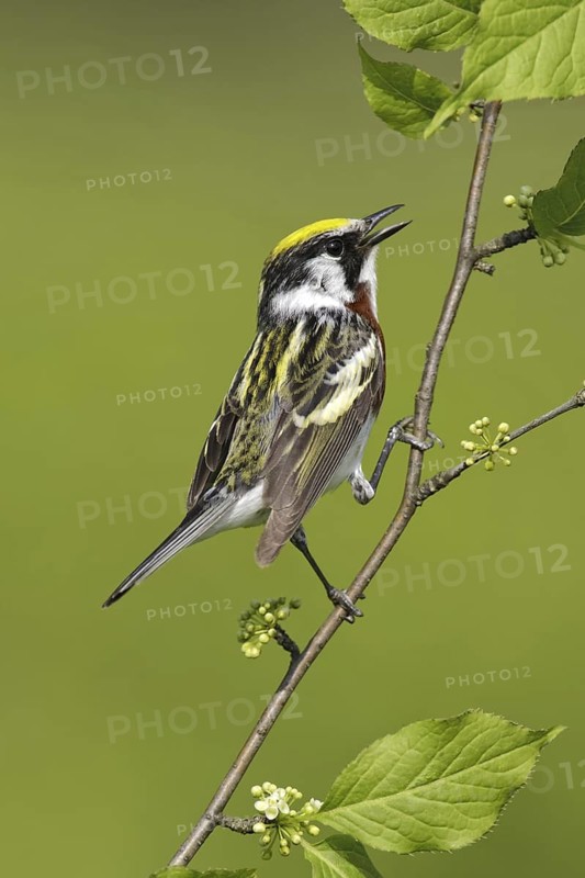 Chestnut-sided Warbler (Setophaga pensylvanica), Maryland, USA