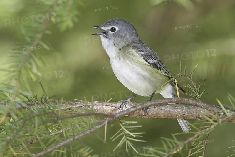 Cassin's Vireo (Vireo cassinii) singing, British Columbia, Canada