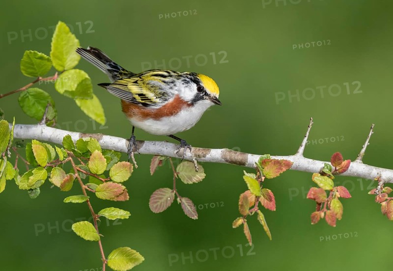 Chestnut-sided Warbler (Setophaga pensylvanica) male perched on a branch, Texas, USA