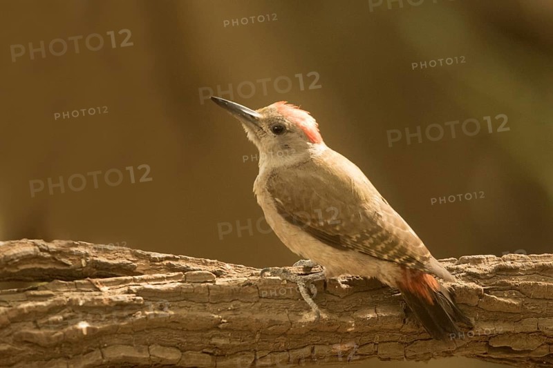 African Grey Woodpecker (Dendropicos goertae) male, Gambia