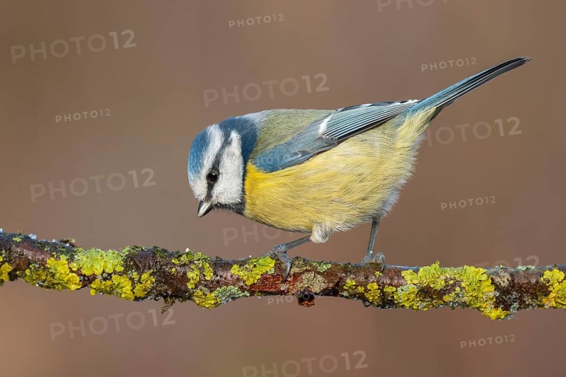 Eurasian Blue Tit (Cyanistes caeruleus) perched on a branch, Lower Saxony, Germany