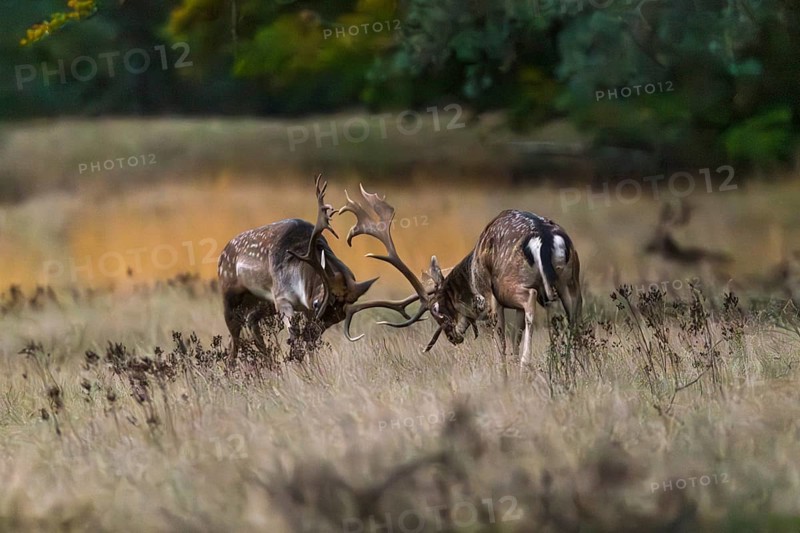 Fallow deer (Dama dama) during the rut in a clearing, Rüsselsheim am Main, Hesse, Germany