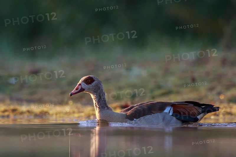 Egyptian Goose (Alopochen aegyptiaca), North Rhine-Westphalia, Germany
