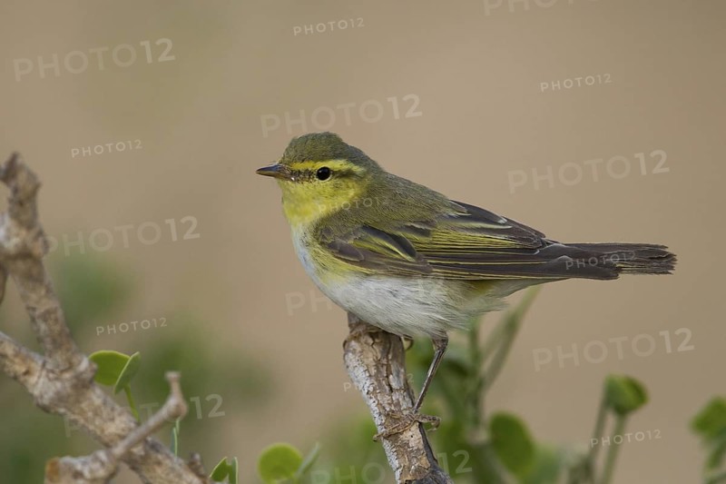 Wood Warbler (Phylloscopus sibilatrix), Oman