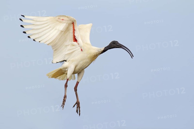 Australian White Ibis (Threskiornis molucca) flying, Victoria, Australia