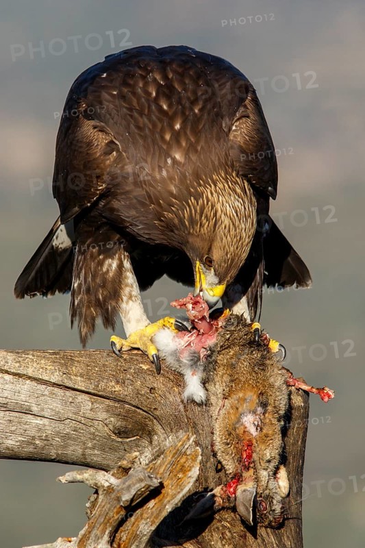 Golden Eagle (Aquila chrysaetos) immature, first winter plumage eating a rabbit, Castile and Leon, Spain