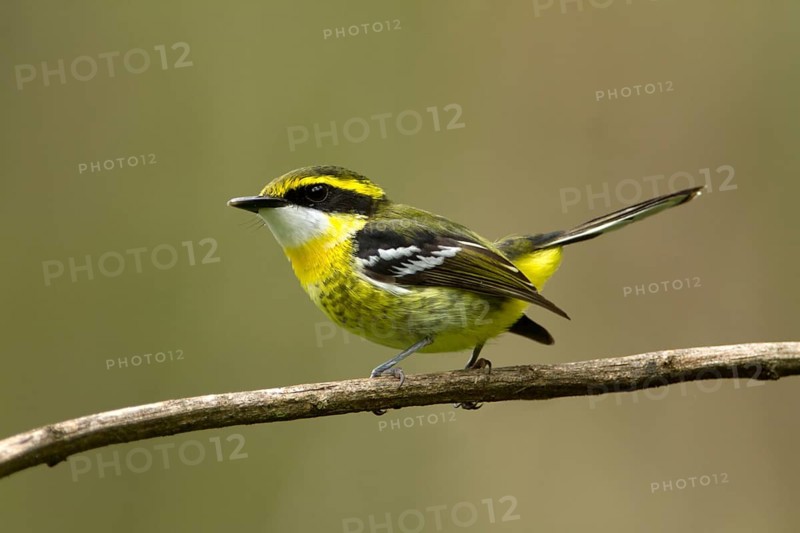 Yellow-breasted Boatbill (Machaerirhynchus flaviventer secundus) male, Queensland, Australia