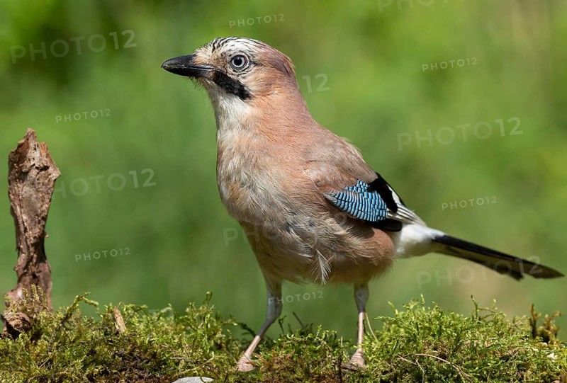 Eurasian Jay (Garrulus glandarius), Lower Saxony, Germany