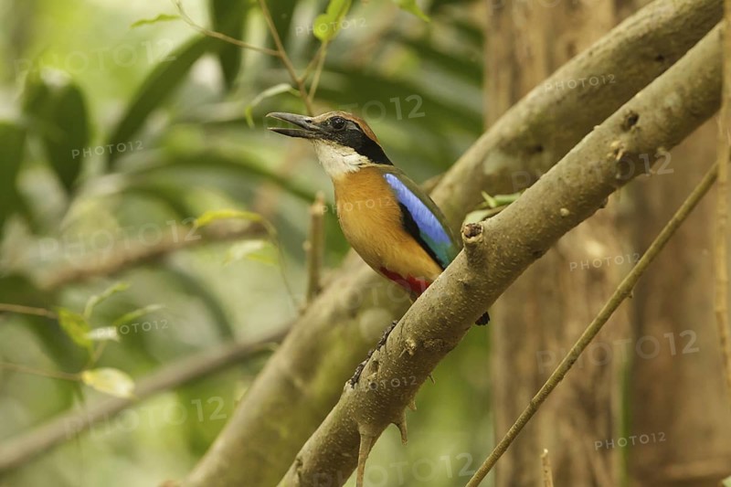 Mangrove Pitta (Pitta megarhyncha) male, Singapore