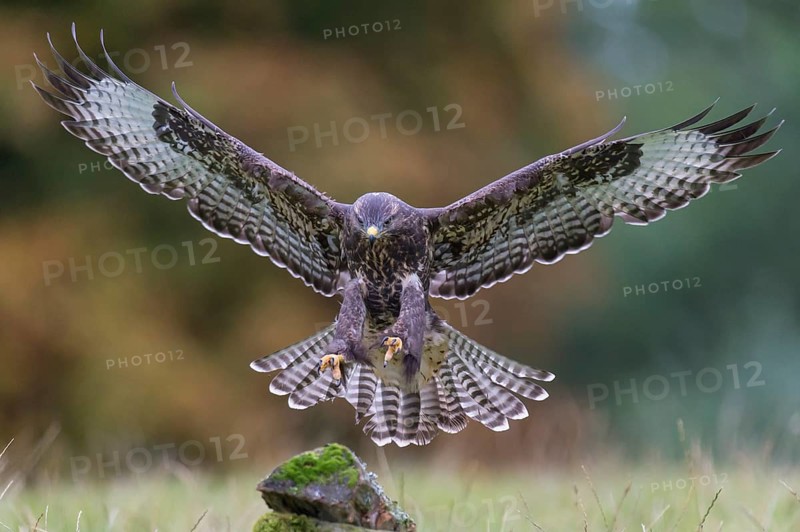 Common Buzzard (Buteo buteo) flying, Lower Saxony, Germany
