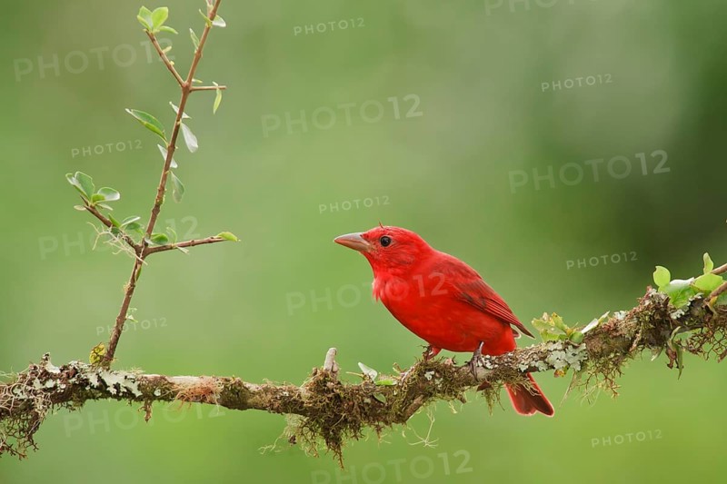 Summer tanager on cloud forest branch in Costa Rica. Upon arrivng in Costa Rica after migrating, the summer tanager joins a resident mixed flock including flycatchers, tanagers, saltators, and even woodpeckers