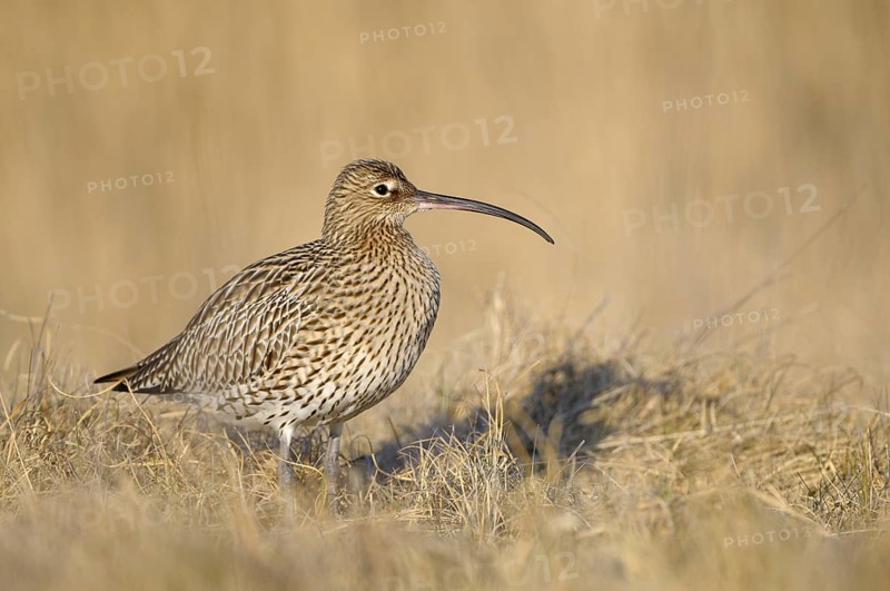 Grosser Brachvogel (Numenius arquata), Curlew, einzelner Altvogel, April, Insel Texel, Nordsee, Nordholland, Niederlande