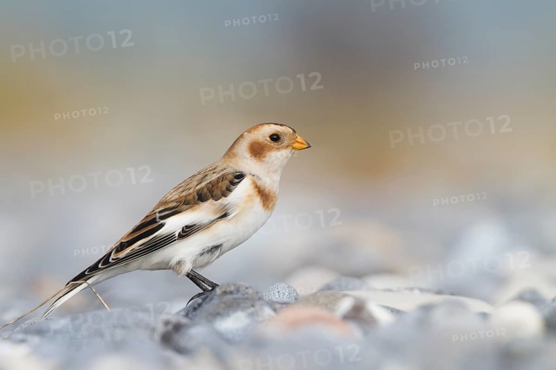 Snow Bunting - Schneeammer - Plectrophenax nivalis ssp. nivalis, Germany