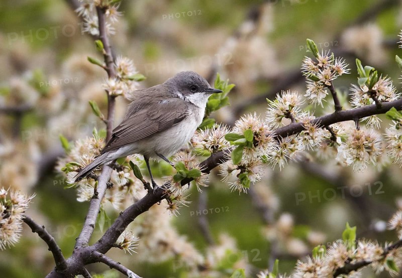 Lesser Whitethroat (Sylvia curruca), Mecklenburg-Western Pomerania, Germany