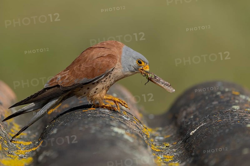 Lesser kestrel (Falco naumanni), male, with grasshopper, Extremadura, Spain