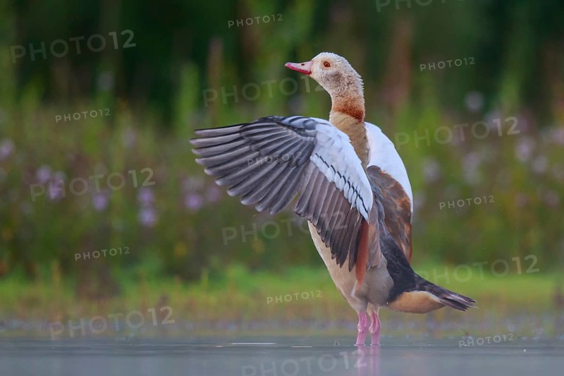 Egyptian Goose (Alopochen aegyptiaca) female flapping wings, North Rhine-Westphalia, Germany