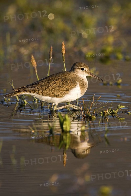 Common Sandpiper (Actitis hypoleucos), Madrid, Spain