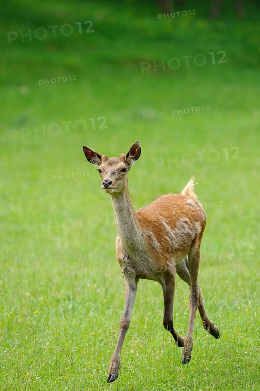 Fawn running across a lush meadow, surrounded by lively greenery and a natural atmosphere, red deer (Cervus elaphus), Bavaria