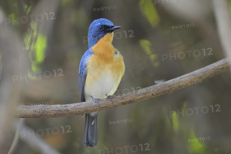 Tickell's Blue Flycatcher (Cyornis tickelliae) male, India