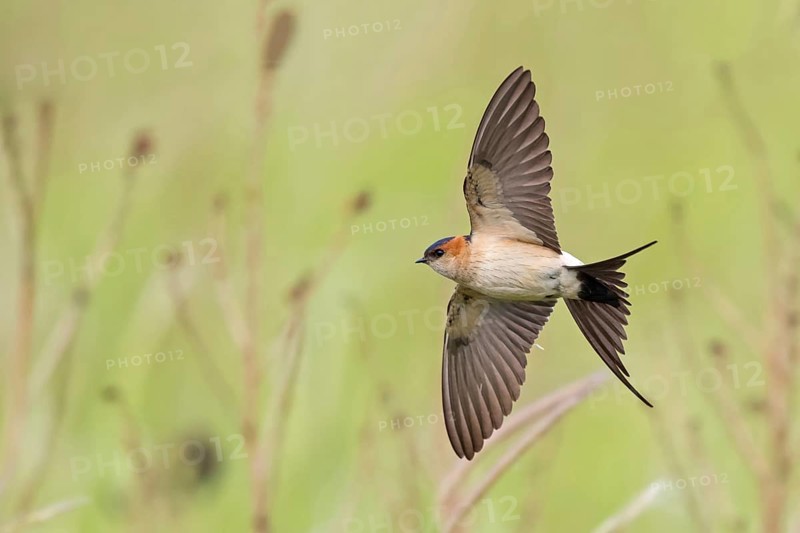 Red-rumped Swallow, Hirundo daurica, Lesvos, Greece