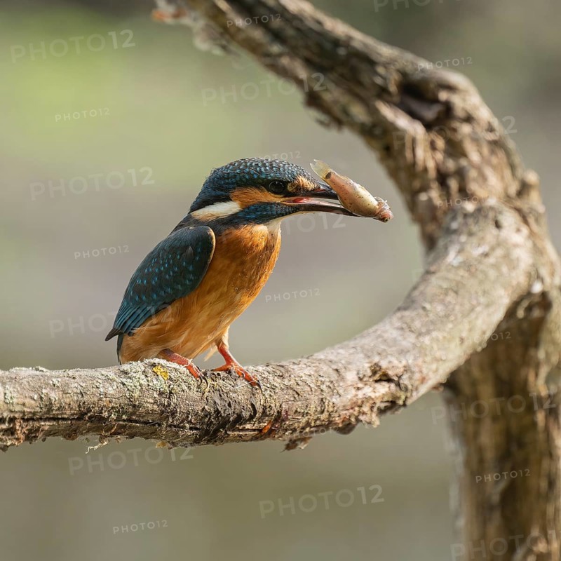 Kingfisher (Alcedo atthis) sitting on a branch, perch, with captured prey tadpole in its beak, Lower Saxony, Germany