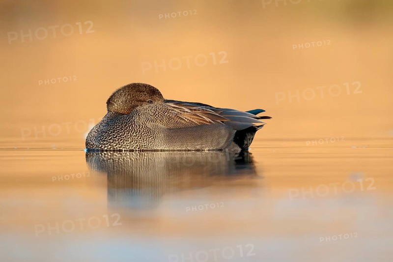 Krakeend man rustend op het water, Gadwall male resting on water