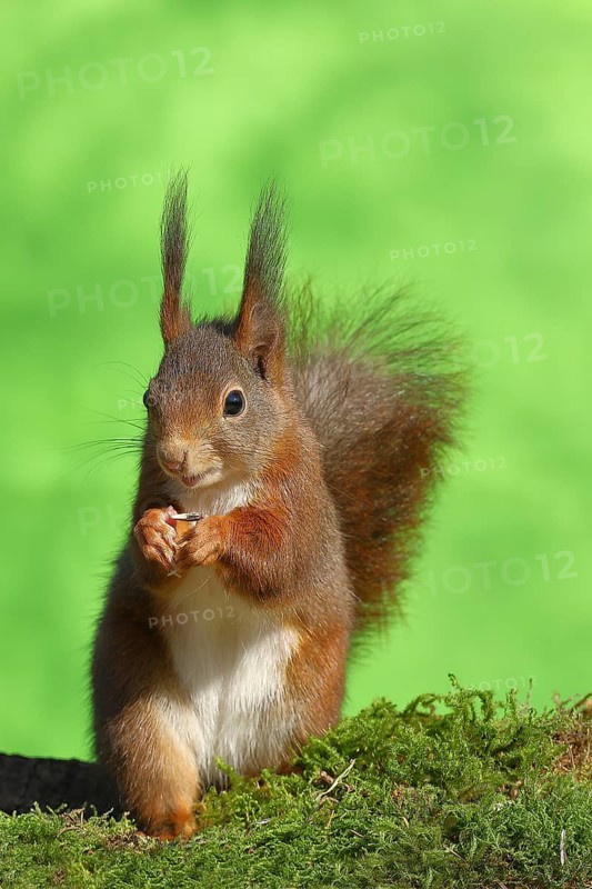 Eurasian red squirrel (Sciurus vulgaris), sitting on mossy forest floor, wildlife, Wilden, North Rhine-Westphalia, Germany